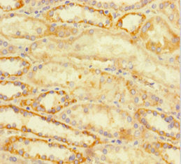 Immunohistochemistry of paraffin-embedded human kidney tissue using the antibody at dilution of 1:100