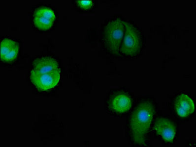 Immunofluorescent analysis of MCF-7 cells using BAG4 Antibody at dilution of 1:100 and Alexa Fluor 488-congugated AffiniPure Goat Anti-Rabbit IgG(H+L)