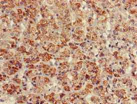 Immunohistochemistry of paraffin-embedded human adrenal gland tissue using the antibody at dilution of 1:100