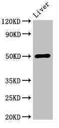 Western Blot  | Positive WB detected in: Mouse liver tissue  | All lanes: BAG4 antibody at 3.4μg/ml  | Secondary  | Goat polyclonal to rabbit IgG at 1/50000 dilution  | Predicted band size: 50, 46 kDa  | Observed band size: 50 kDa