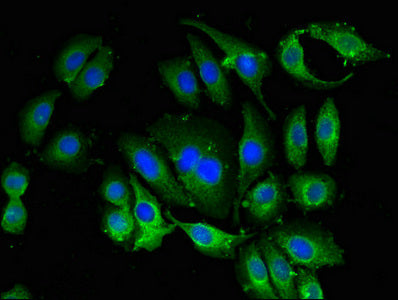 Immunofluorescent analysis of A549 cells using BANF1 Antibody at dilution of 1:100 and Alexa Fluor 488-congugated AffiniPure Goat Anti-Rabbit IgG(H+L)