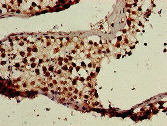 Immunohistochemistry of paraffin-embedded human testis tissue using BANF1 Antibody at dilution of 1:100