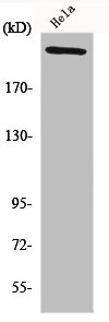 Western Blot analysis of HeLa cells using FN1 Polyclonal AntibodyRabbit anti-Human FN1 Polyclonal Antibody