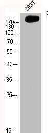 Western Blot analysis of 293T cells using FN1 Polyclonal AntibodyRabbit anti-Human FN1 Polyclonal Antibody
