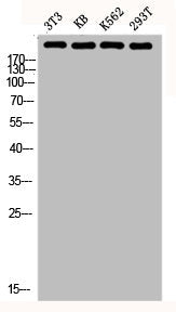 Western blot analysis of 3T3 KB K562 293T lysis using FN1 antibody.Rabbit anti-Human FN1 Polyclonal Antibody