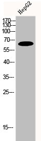 Western Blot analysis of HepG2 cells using FRS2 Polyclonal AntibodyRabbit anti-Human FRS2 Polyclonal Antibody