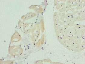 Immunohistochemistry of paraffin-embedded human heart tissue using BCAP29 Antibody at dilution of 1:100