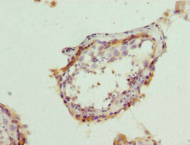 Immunohistochemistry of paraffin-embedded human testis tissue using BCAP29 Antibody at dilution of 1:100
