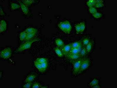 Immunofluorescent analysis of HepG2 cells using BCAT1 Antibody at dilution of 1:100 and Alexa Fluor 488-congugated AffiniPure Goat Anti-Rabbit IgG(H+L)