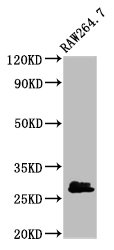 Western Blot  | Positive WB detected in: RAW264.7 whole cell lysate  | All lanes: BCL2L1 antibody at 2.7µg/ml  | Secondary  | Goat polyclonal to rabbit IgG at 1/50000 dilution  | Predicted band size: 27, 19, 26 kDa  | Observed band size: 27 kDa