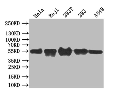 Western Blot | Positive WB detected in: Mouse heart tissue | All lanes: BCL3 antibody at 3.2μg/ml | Secondary | Goat polyclonal to rabbit IgG at 1/50000 dilution | Predicted band size: 48 kDa | Observed band size: 60 kDa