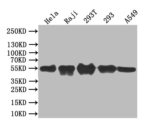 Western Blot | Positive WB detected in: Mouse heart tissue | All lanes: BCL3 antibody at 3.2μg/ml | Secondary | Goat polyclonal to rabbit IgG at 1/50000 dilution | Predicted band size: 48 kDa | Observed band size: 60 kDa