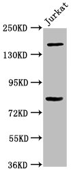 Western BlotPositive WB detected in: Jurkat whole cell lysateAll lanes: BCL9 antibody at 3.4µg/mlSecondaryGoat polyclonal to rabbit IgG at 1/50000 dilutionPredicted band size: 150 kDaObserved band size: 150 kDa