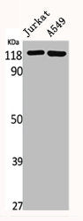 Western Blot analysis of Jurkat A549 cells using GCP5 Polyclonal Antibody