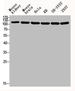 Western blot analysis of Mouse-kidney mouse-brain HELA KB SH-SY5Y 293T lysis using GCP5 antibody.