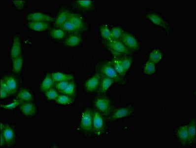 Immunofluorescent analysis of HepG2 cells using BGN Antibody at dilution of 1:100 and Alexa Fluor 488-congugated AffiniPure Goat Anti-Rabbit IgG(H+L)