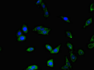 Immunofluorescent analysis of HepG2 cells using BHLHE40 Antibody at dilution of 1:100 and Alexa Fluor 488-congugated AffiniPure Goat Anti-Rabbit IgG(H+L)