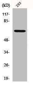 Western Blot analysis of HT29 cells using GNL3L Polyclonal AntibodyRabbit anti-Human GNL3L Polyclonal Antibody