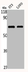 Western Blot analysis of NIH-3T3 LOVO cells using GNL3L Polyclonal AntibodyRabbit anti-Human GNL3L Polyclonal Antibody