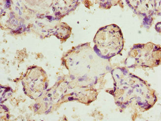Immunohistochemistry of paraffin-embedded human placenta tissue using BPGM Antibody at dilution of 1:100