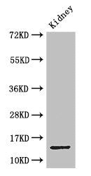 Western Blot | Positive WB detected in: Mouse kidney tissue | All lanes: MPC2 antibody at 3.4μg/ml | Secondary | Goat polyclonal to rabbit IgG at 1/50000 dilution | Predicted band size: 15 kDa | Observed band size: 15 kDa