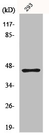 Western Blot analysis of 293 cells using GSK3β Polyclonal AntibodyRabbit anti-Human GSK3B Polyclonal Antibody