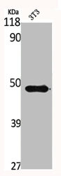 Western Blot analysis of NIH-3T3 cells using GSK3β Polyclonal AntibodyRabbit anti-Human GSK3B Polyclonal Antibody