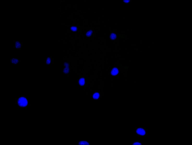 Immunofluorescence staining of Hela cell with 5% goat serum, counter-stained with DAPI. The cells were fixed in 4% formaldehyde and blocked in 10% normal Goat Serum. The cells were then incubated with the antibody overnight at 4C. The secondary antibody was Alexa Fluor 488-congugated AffiniPure Goat Anti-Rabbit IgG(H+L).Rabbit anti-Human BTN3A1 Polyclonal Antibody