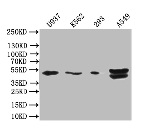 Western Blot Positive WB detected in: U937 whole cell lysate, K562 whole cell lysate, 293 whole cell lysate, A549 whole cell lysate All lanes: BTN3A1 antibody at 1: 1000 Secondary Goat polyclonal to rabbit IgG at 1/50000 dilution Predicted band size: 40-58 kDa Observed band size: 48 kDaRabbit anti-Human BTN3A1 Polyclonal Antibody