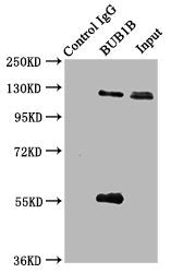 Immunoprecipitating BUB1B in JK whole cell lysate  | Lane 1: Rabbit control IgG (1μg) instead of BUB1B Antibody in Jurkat whole cell lysate. | For western blotting, a HRP-conjugated Protein G antibody was used as the secondary antibody (1/2000) | Lane 2: BUB1B Antibody (6μg) + JK whole cell lysate (500μg) | Lane 3: JK whole cell lysate (10μg)