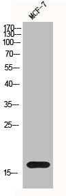 Western Blot analysis of MCF-7 cells using Histone H3 Polyclonal AntibodyRabbit anti-Human Histone H3 Polyclonal Antibody