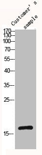 Western Blot analysis of customer's (cat sample) using Histone H3 Polyclonal AntibodyRabbit anti-Human Histone H3 Polyclonal Antibody