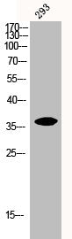 Western Blot analysis of 293 cells using IκB-α Polyclonal AntibodyRabbit anti-Human NFKBIA Polyclonal Antibody