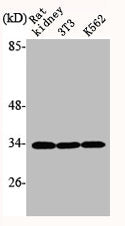 Western Blot analysis of RAT-KIDNEY NIH-3T3 K562  cells using IκB-α Polyclonal AntibodyRabbit anti-Human NFKBIA Polyclonal Antibody