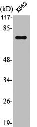 Western Blot analysis of K562 cells using LIMK-1 Polyclonal Antibody