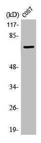 Western Blot analysis of COS7 cells using LIMK-1/2 Polyclonal Antibody