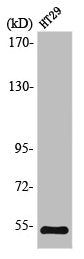 Western Blot analysis of HT29 cells using LKB1 Polyclonal AntibodyRabbit anti-Human STK11 Polyclonal Antibody