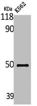 Western Blot analysis of K562 cells using LKB1 Polyclonal AntibodyRabbit anti-Human STK11 Polyclonal Antibody