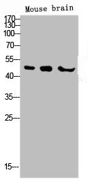 Western blot analysis of KB 3T3 Hela lysis using LKB1 antibody.Rabbit anti-Human STK11 Polyclonal Antibody