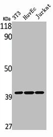 Western Blot analysis of NIH-3T3 HuvEc Jurkat cells using MAGE-C2 Polyclonal Antibody