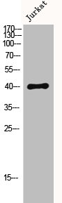 Western Blot analysis of Jurkat cells using MKP-1/2 Polyclonal AntibodyRabbit anti-Human DUSP1/DUSP4 Polyclonal Antibody