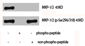 Western Blot analysis of Hela cells using MKP-1/2 Polyclonal AntibodyRabbit anti-Human DUSP1/DUSP4 Polyclonal Antibody