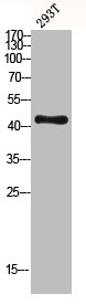 Western blot analysis of 293T lysis using MKP-1/2 antibody.Rabbit anti-Human DUSP1/DUSP4 Polyclonal Antibody