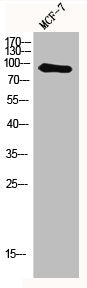 Western Blot analysis of MCF7 cells using MYSM1 Polyclonal Antibody