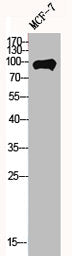 Western Blot analysis of MCF7 cells using MYSM1 Polyclonal Antibody