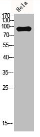 Western blot analysis of Hela lysis using MYSM1 antibody.