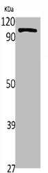 Western Blot analysis of various cells using NFκB-p100 Polyclonal AntibodyRabbit anti-Human NFKB2 Polyclonal Antibody
