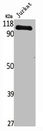 Western Blot analysis of Jurkat cells using NFκB-p100 Polyclonal AntibodyRabbit anti-Human NFKB2 Polyclonal Antibody