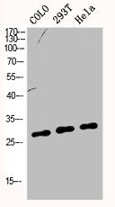 Western Blot analysis of COLO 293T Hela cells using p27 Polyclonal AntibodyRabbit anti-Human CDKN1B Polyclonal Antibody
