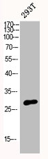 Western blot analysis of 293T cells using p27 Polyclonal Antibody.Rabbit anti-Human CDKN1B Polyclonal Antibody